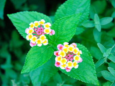 くまもとこころ塾の目的