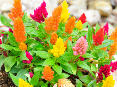 第１２回心理学カウンセラー養成講座