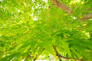 心理カウンセラー