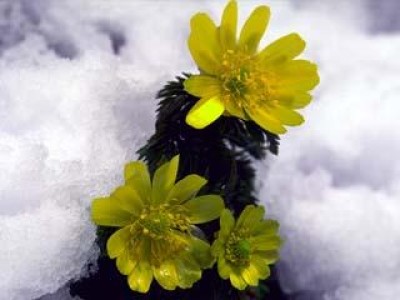 平成２８年１月４日ひふみ会