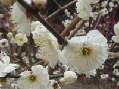 平成２８年２月１日ひふみ会