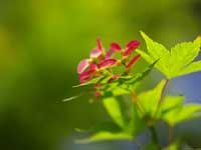 第７回心理カウンセラー養成講座