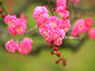 第１１回心理カウンセラー養成講座