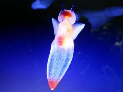 平成28年5月8日／ワークショップを開催しました♪