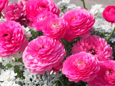 高い倫理観と柔軟な心を持つカウンセラー／くまもとこころ塾（2016/8/27開催）