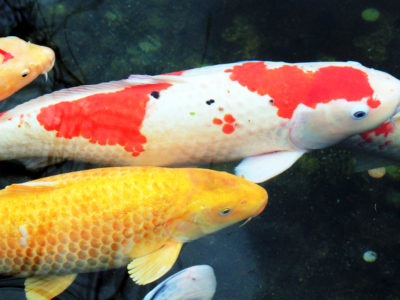 平成28年5月14日／くまもとこころ塾 🐟