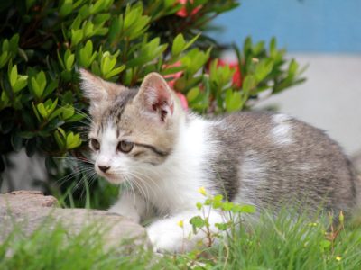 第30回心理カウンセラー養成講座♡（平成28年8月4日開催）