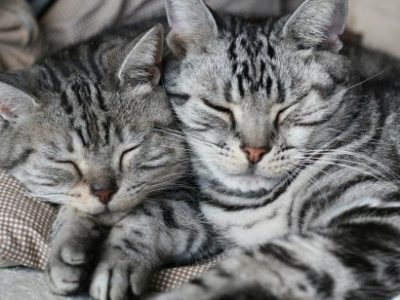 うつ、不安症、パニックの後に2