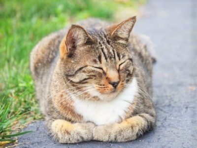 夢見る少女に贈り物を♪言葉を映像化するカウンセラー／ワークショップ（2016/8/28開催）