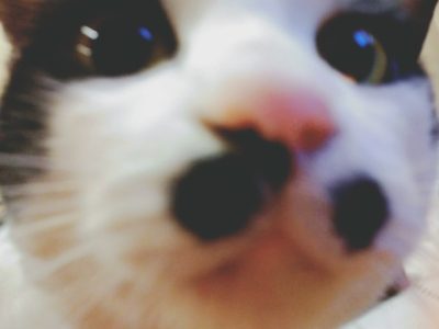 自己実現～「希望」が「意志」を呼び起こす！／第34回心理カウンセラー養成講座（2016/9/8開催）