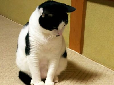 小坊主のつぶやき／やってみなはれ！（2016/9/16）