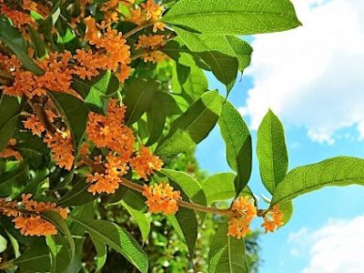 仏と心理学 ～五律を選択し三法と繋がる／くまもとこころ塾（2016/7/23開催）