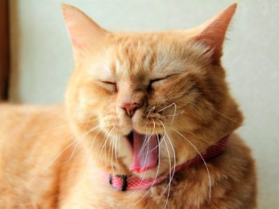 書籍紹介～ココロの世界へのいざない～（2016/9/23）