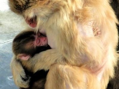 「家族」が織成す光と影～やっぱり愛がすべてさ♪／ワークショップ（2016/9/25開催）