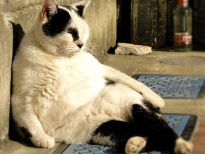 小坊主のつぶやき／楽観主義になりたくない！？（2016/10/18）