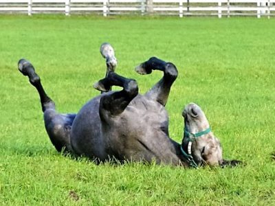 ご隠居の格言訂正／七転び八起き（2016/10/13）