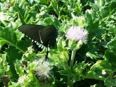 あとは見方を選択するだけだ／ひふみ会（2016/11/21開催）