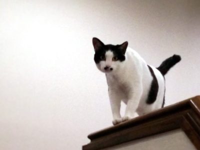 小坊主のつぶやき／ゲシュタルトの祈り（2016/11/13）