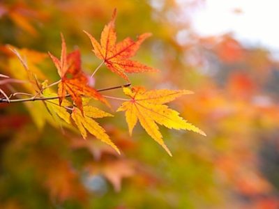 小坊主のつぶやき／好きだから近づくのか？近づくから好きなのか？（2016/11/16）