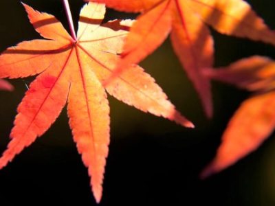 過去生のワーク ～過去生ってあるの？／ワークショップ（2016/11/27開催）