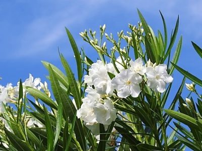 DO-OSHO／幸福への鍵は“ひとつになる”こと（2016/11/19）