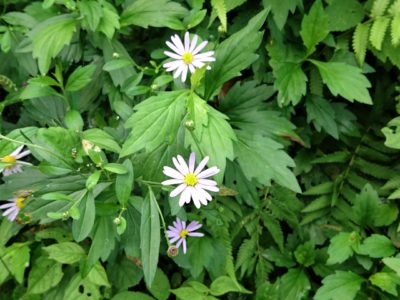 不都合な「真実」～ゆっくり自殺する人々／ひふみ会（2016/12/12開催）