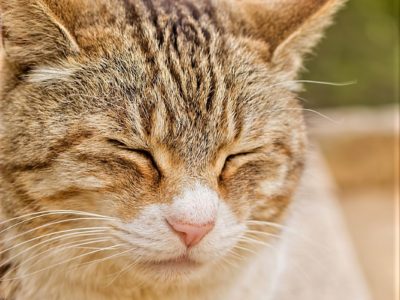 DO-OSHO／ぼくがぼくであるために（2016/12/19）