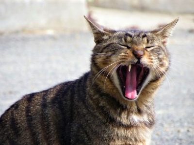 小坊主のつぶやき／うつの人に「頑張れ」は禁句？（2017/1/19）