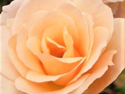 うつ、不安症、パニックの後に１４