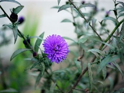 DO-OSHO／自分に誠実であること（2017/1/26）