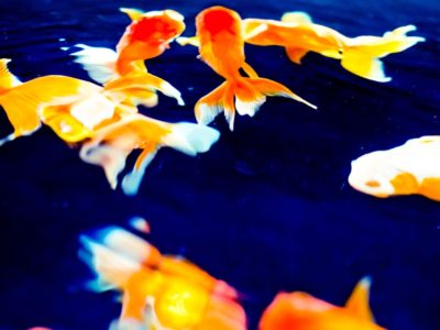 うつ、不安症、パニックの後に８