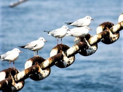 小坊主のつぶやき／アダルトチルドレンの連鎖（2017/2/1）