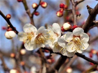 小坊主のつぶやき／真逆を選んでみる（2017/2/6）