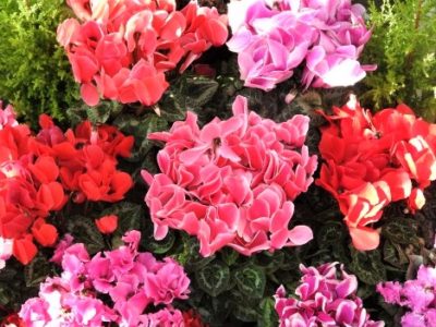 小坊主のつぶやき／自由って、平等って、なんだかなぁ（2017/2/16）