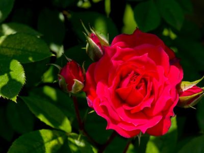 愛と不安…どちらを選ぶのか？／ひふみ会（2017/6/26開催）